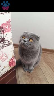 Scottish Fold Cinsi Kızıma Eş Arıyorum