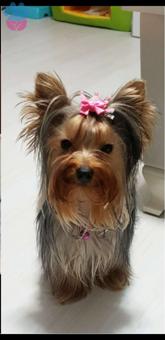 Yorkshire Terrier 6 Yaşında Kedime Eş Arıyorum