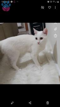 Ankara Kedisi Dişi Kedimiz Kızgınlıkta