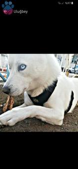 Ankara 1 Yaş Sibirya Kurdu Erkek Köpeğime Eş Arıyoruz