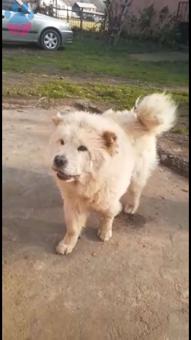 Chow Chow Cinsi Yakışıklı Oğluma Eş Arıyoruz