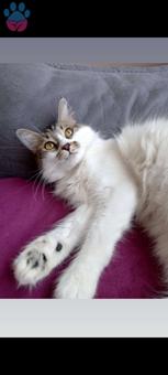 Damat Adayı Arıyorum