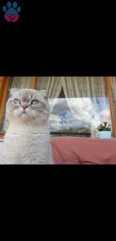 Scottish Fold Erkek Kedime Eş Arıyorum