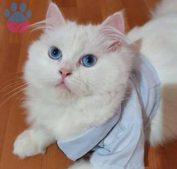 Chinchilla Oğlumuz İçin Eş Arıyorum?