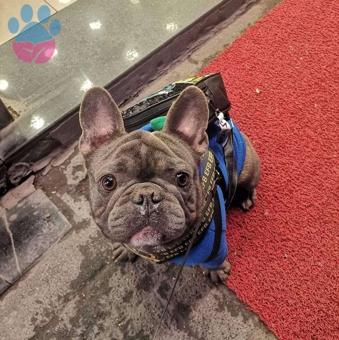 Yakışıklı Blue Quad French Bulldog Oğlumuza Eş Arıyoruz