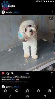 Morkie 2 Yaşındaki Oğluma Eş Arıyorum