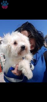 2 Yaşında Maltese Terrier Kızımıza Eş Arıyoruz