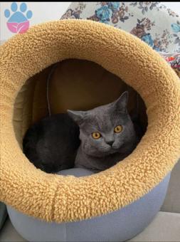 1 Yaşında British Shorthair Oğlumuza Eş Arıyoruz