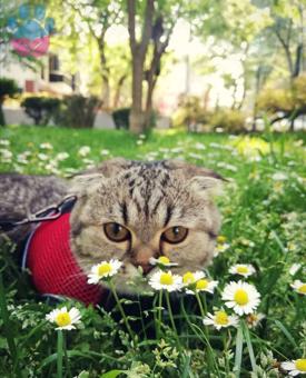 Scottish Fold Cinsi Kızımıza Acil Eş Arıyoruz