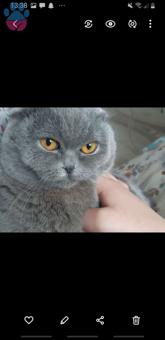 Scottish Fold Kedimize Eş Arıyoruz