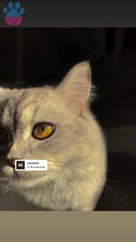 British Longhair Kedime Dişi Kedi Arıyorum