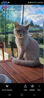 British Shorthair 11 Aylık Eş Arıyoruz