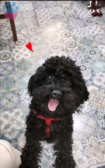 Toy Poodle Marvel İçin Eş Arıyoruz