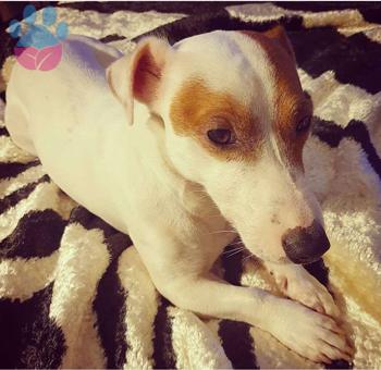 Jack Russel Cinsi Köpeğimize Dişi Eş Arıyorum