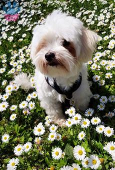 Maltese Terrier 0 Numara 3 Yaşında Oğluma Eş Arıyorum