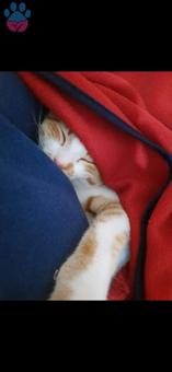 Sarman Cinsi 8 Aylık Kedime Eş Arıyorum