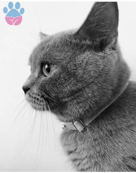 British Shorthair Behlül Eş Arıyor