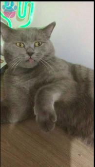 British Shorthair 11 Aylık Oğlumuza Eş Arıyoruz