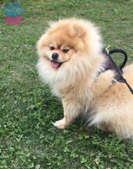 Pomeranian Boo Yakışıklı Oğlumuza Eş Arıyoruz