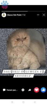 İran Kedisi 1 Yaşında Kızıma Eş Arıyorum