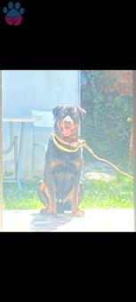 Rottweiler Cinsi Oğlumuza Eş Arıyoruz