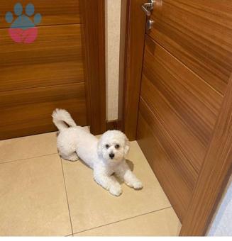 Maltese Terrier 1.5 Buçuk Yaşında Eş Arıyor