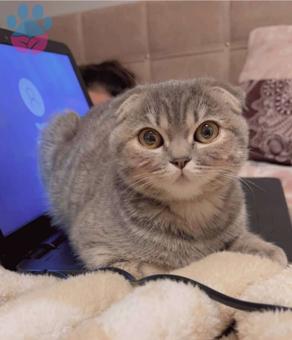 Scottish Fold Kızıma Eş  Arıyoruz