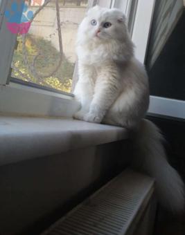 Scottish Fold Kızımız Leyloş&#8217;a Eş Arıyoruz