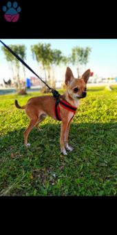 Chihuahua 1.5 Yaşında Oğlumuza Eş Arıyoruz