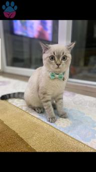 British Shorthair Kızıma Eş Arıyorum