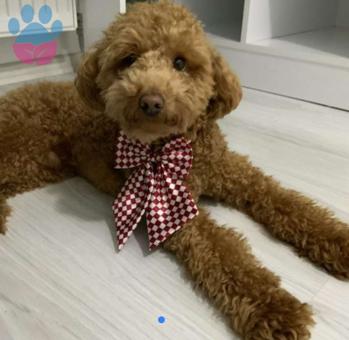 Toy Poodle Oğluma Eş Arıyoruz