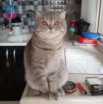 Scottish Fold Kedime Eş Arıyorum