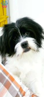 Maltese Terrier Köpeğim İçin Eş Arıyorum