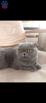 Scottish Fold Bella&#8217;ya Eş Arıyoruz