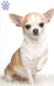 Chihuahua Kızıma Erkek Eş Arıyorum