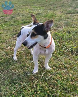 Jack Russell Terrier Dişi Eş Aranıyor