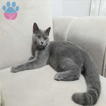 British Shorthair Oğluma Eş Arıyorum