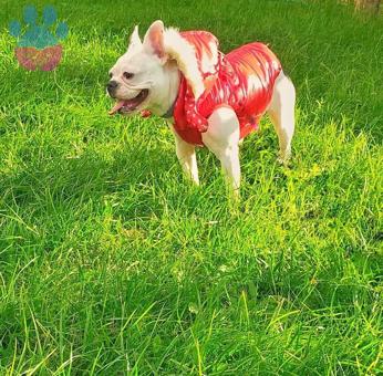 French Bulldog 15 Aylık Kızıma Yavrulaması İçin Eş Arıyorum