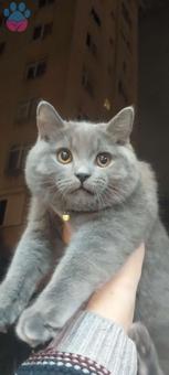 British Shorthair Oğlumuza Kız Arıyoruz