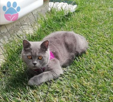 British Shorthair Kedime Acil Eş Aranıyor