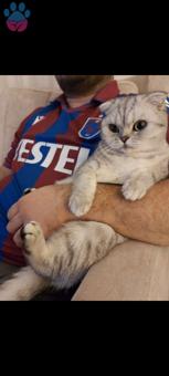 Scottish Fold Kedimiz İçin Acil Eş Arıyorum