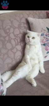 Scottish Fold Erkek Kedime Eş Arıyorum