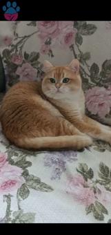 British Shorthair NY12 Elvis Eş Arıyor