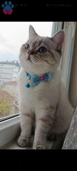 British Shorthair Erkek Kedimize Eş Arıyoruz