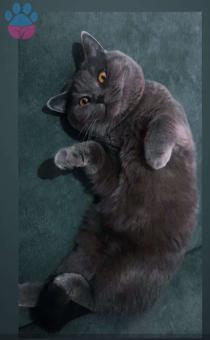 British Shorthair Oğlumuza Gelinimizi Arıyoruz