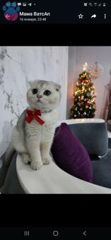 Scottish Fold Shorthair Kızımıza Eş Adayı Arıyoruz.