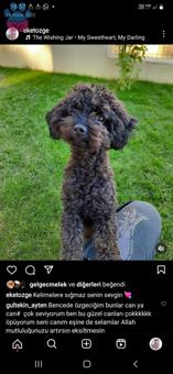 Toy Poodle Oğluma Eş Arıyorum 2 Yaşında