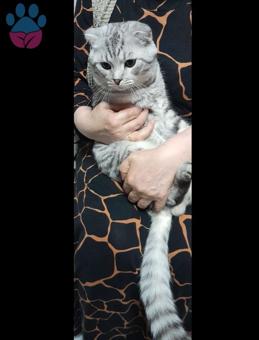 British Shorthair Oğlum Alfaya Eş Arıyorum