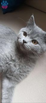 British Shorthair 1,5 Yaşındaki Kızımıza Eş Arıyoruz