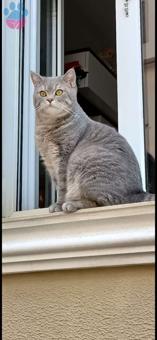 British Shorthair Oğlum Mars&#8217;a Eş Arıyorum